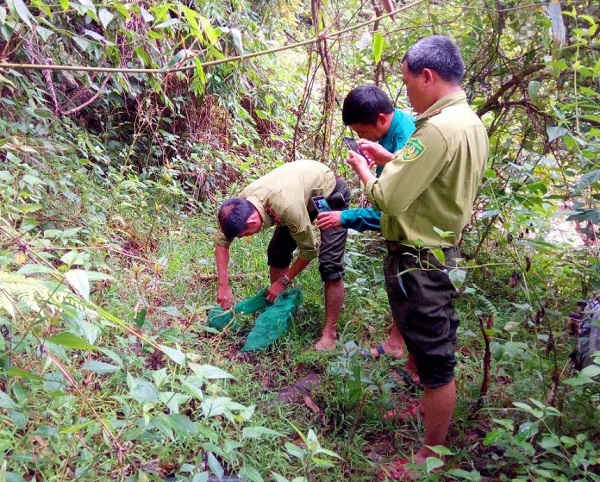 Lực lượng kiểm lâm thả cá thể tê tê Java về rừng.
