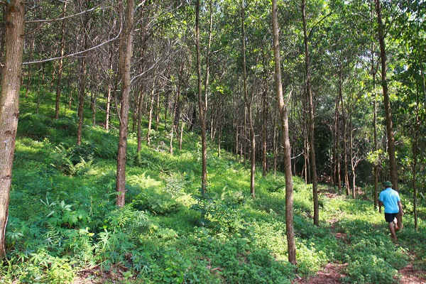 Vườn keo nhà anh Nguyễn Hùng Anh đã đến tuổi cho khai thác, hiện đã được thu mua với giá cao hơn ngoài thị trường 10%