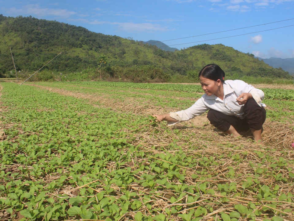 2. Nông dân xã Noong Luống trồng rau sạch theo tiêu chuẩn VietGAP