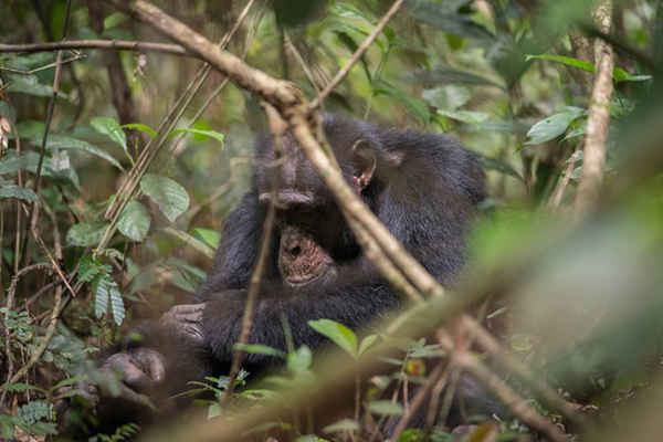 Một con tinh tinh ở Bossou, Guinea. Nhóm tinh tinh này đã giảm xuống chỉ còn 7 cá thể và khoảnh rừng của chúng bị phân lập với các khu rừng khác. Ảnh: Kalyanee Mam