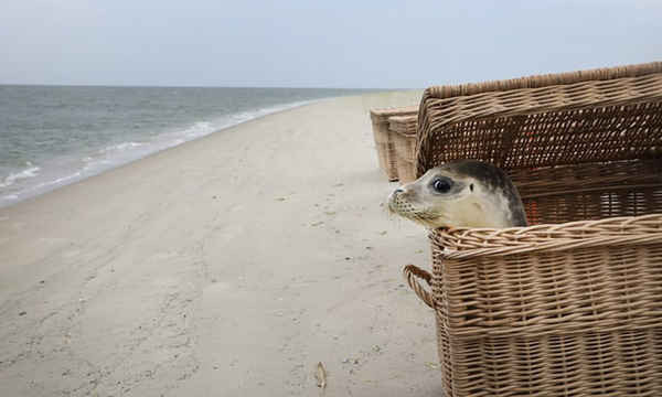 Con hải cẩu bị bỏ rơi được thả ra biển Bắc trên đảo Juist, miền Bắc nước Đức. Ảnh: Focke Strangmann / EPA