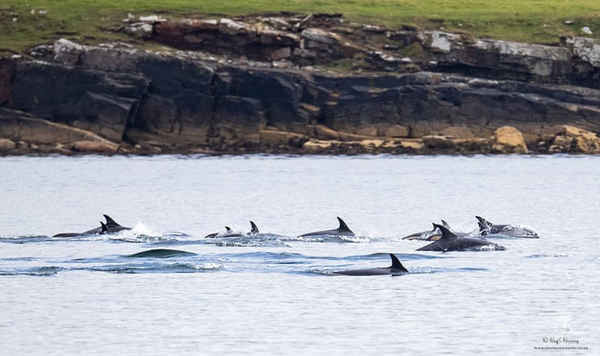 Cá kình, cá heo trắng (trong hình) và cá voi minke nằm trong số rất nhiều loài được nhìn thấy trong tuần qua trong sự kiện Cá voi Quốc gia của Quỹ Sea Watch. Ảnh: Hugh Harrop / Shetland Wildlife