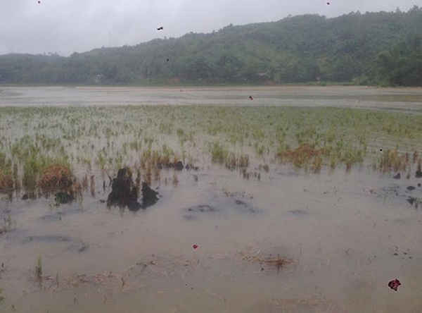 Nông nghiệp Lào Cai bị ảnh hưởng nặng nề do mưa lũ.