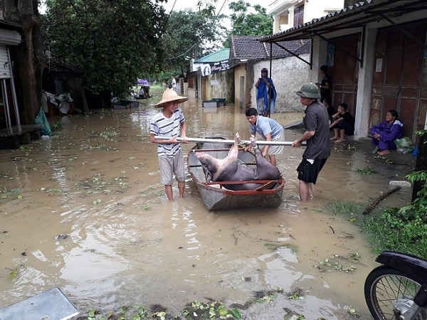 Người dân đang khẩn trương di dời tài sản và vật nuôi tới nơi an toàn.