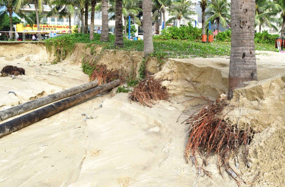 Hàng dừa trên bãi biển bị hư hại do sạt lở