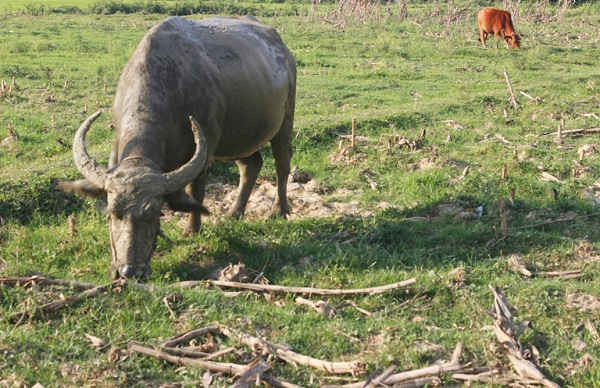 UBND huyện Quảng Ninh yêu cầu chấm dứt việc thu phí trâu, bò khi ăn cỏ trên đồng 