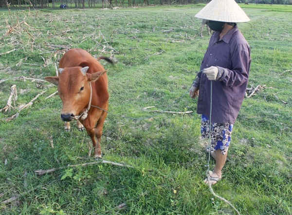Trâu, bò người dân An Ninh ăn cỏ trên đồng đều phải đóng phí cho HTX Thống Nhất và Hoành Vinh