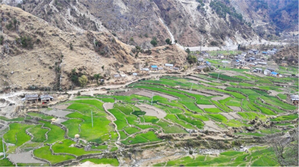 Cánh đồng lúa ở Bauligad, Bajura, Viễn Tây Nepal. Ảnh: Gitta Shrestha