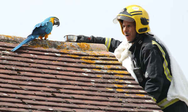 Lính cứu hoả tại London, Anh, đã kiên nhẫn vỗ về một con chim vẹt bỏ nhà ra đi và giận dỗi đậu trên mái nhà hàng xóm trong 3 ngày trong khi chim vẹt này giận dữ xua đuổi người cứu hộ. Ảnh: Rex / Shutterstock