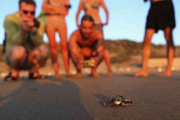 Du khách nhìn rùa con mới nở di chuyển ra biển tại bãi biển Lara, Đảo Síp. Ảnh: Petros Karadjias/AP