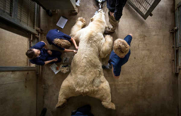 Victor, một con gấu bắc cực 620kg, được thử nghiệm dị ứng tại công viên động vật hoang dã Yorkshire gần Doncaster sau khi con gấu này và một con gấu nhỏ hơn, Nobby bắt đầu bị áp xe ở chân. 3 bác sĩ thú y, 1 y tá, 3 bác sĩ da liễu và 5 nhân viên tại công viên đã có mặt để thực hiện các xét nghiệm trong khi con gấu được tiêm thuốc an thần. Các chuyên gia nghi ngờ nó gặp phản ứng do dị ứng với phấn hoa sau khi nó di chuyển từ thùng chứa bê tông đến một môi trường tự nhiên hơn. Ảnh: Danny Lawson / PA