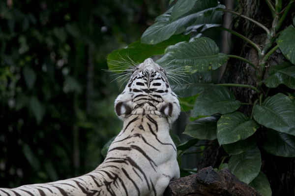 Một con hổ Bengal trắng nằm dài ra và ngáp tại vườn thú Dusit ở Bangkok, Thái Lan. Ảnh: Gemunu Amarasinghe / AP