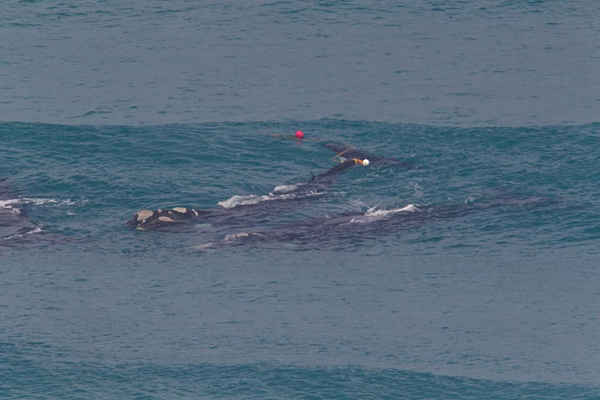 Cá voi bị mắc kẹt vào dây ở ngoài khơi vịnh Bridgewater ở Victoria, Australia.  Ảnh: Bob McPherson / AAP