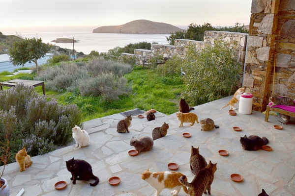 Những con mèo hoang sống trên đảo Syros, Hi Lạp. Ảnh: God's Little People Cat Rescue/Facebook
