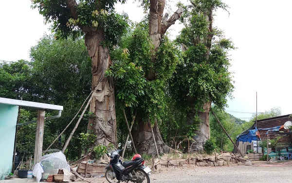 Các cây đa “khủng” đang được trồng tạm tại Huế