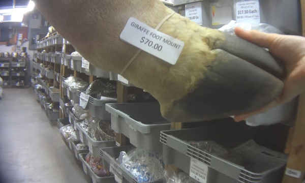 Chân hươu cao cổ được bán tại Atlantic Coral Enterprises ở Florida, Mỹ. Ảnh: Hội Nhân văn Hoa Kỳ