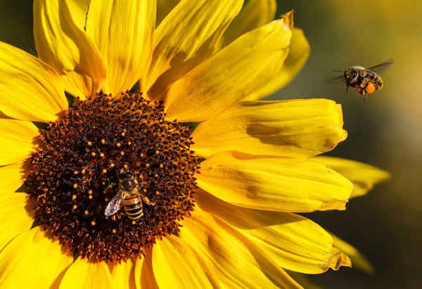 Những con ong bay trên một bông hoa hướng dương ở Heppenheim, Đức. Ảnh: Armando Babani / EPA