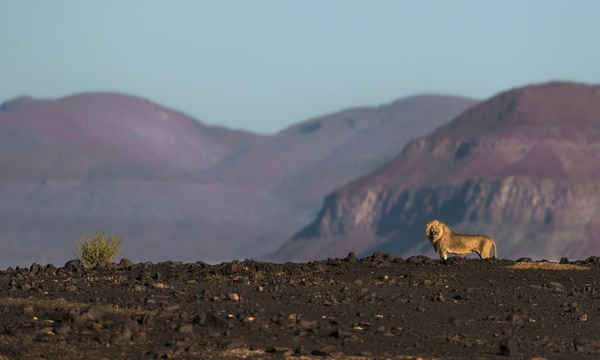 Những con sư tử sa mạc hiếm hoi của Namibia đang ngày càng phải đối mặt với nguy cơ tuyệt chủng. Ảnh: DeLHRA