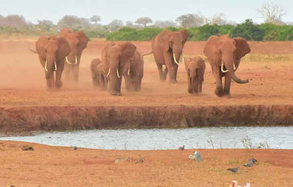 Voi ở Voi Wildlife Lodge nằm ở Vườn quốc gia Đông Tsavo, Kenya. Ảnh: Simon Maina / AFP / Getty Images