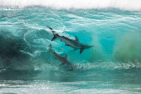 Ảnh chụp cá mập của Sean Scott, hình ảnh nhiếp ảnh gia thiên nhiên địa lý Úc năm 2018