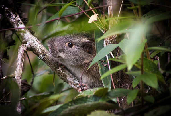 Một loài động vật gặm nhấm quý hiếm được gọi là 'chuột tre' trong khu rừng xung quanh Machu Picchu, Peru. Ảnh: HO / AFP / Getty Images