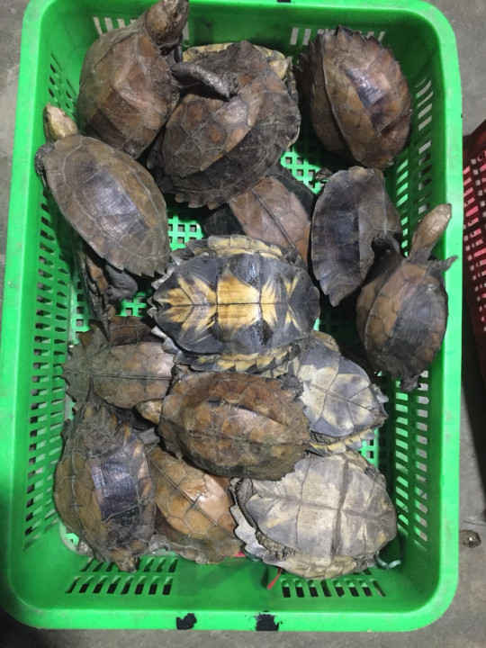 Một số cá thể rùa quý hiếm phát hiện tại trang trại bà Kim Cương