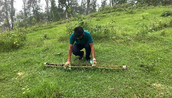 Chim công đã trở thành mối đe dọa trong làng LunchaKameru ở khu Sumbuk thuộc miền Nam Sikkim, vì vậy mỗi buổi sáng người dân tuyệt vọng đi đến một vùng đất trống trong rừng để rắc thức ăn cho chim công với hy vọng cây trồng của họ không bị chim công phá hoại. Họ cũng đã xây dựng các lưu vực nước bằng tre. Ảnh: Nidhi Jamwal
