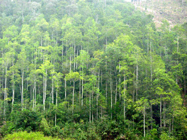 khai thác rừng trồng toàn quốc