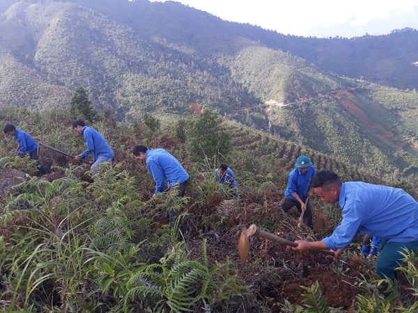 Mù Cang Chải trồng 200ha Sơn Tra vào rừng tự nhiên nghèo kiệt góp phần nâng cao độ che phủ, nâng cao thu nhập cho người dân