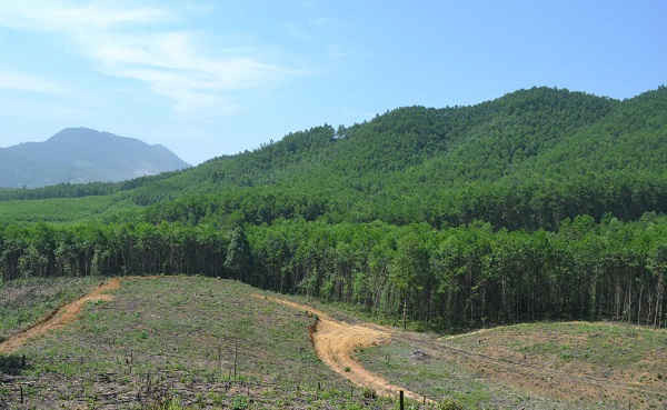 Diện tích rừng trồng sản xuất chủ yếu là các loài Keo và mục tiêu kinh doanh là gỗ dăm nguyên liệu giấy vì vậy người trồng rừng ít quan tâm đến cải thiện giống và ít đầu tư thâm canh