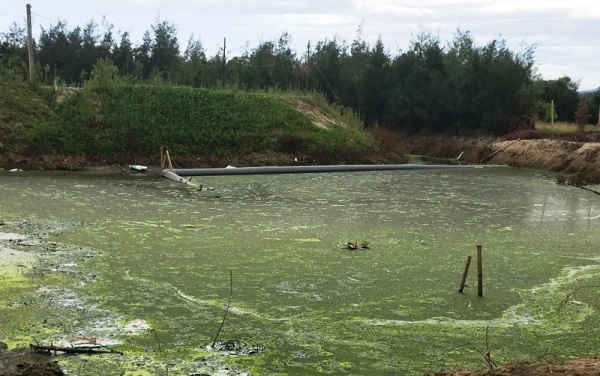 Nước thải từ hồ nuôi tôm của Công ty Tiến Đạt gây ô nhiễm