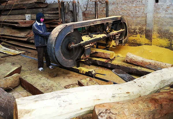 Thời gian đến, Quảng Nam tăng cường triển khai thực hiện kế hoạch phát triển rừng nguyên liệu gỗ lớn đáp ứng cho công nghiệp chế biến và sản xuất đồ gỗ