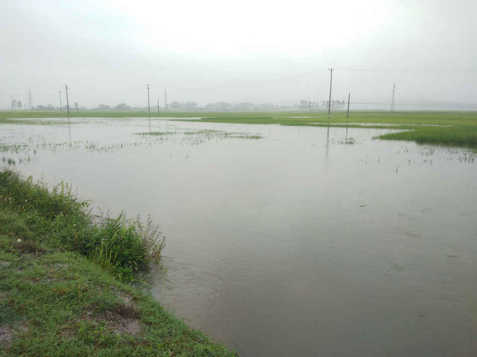 Nhiều diện tích lúa mùa của các xã khu vực lòng chảo huyện Điện Biên bị ngập úng cục bộ