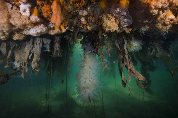 Hanging Gardens of Aegir - thuộc địa mực nước biển trong suốt hoặc mực nước biển màu vàng và Clonal Plumose Anemone hoặc Anemone Frilled, Biển Na Uy. Ảnh: Andrey Nekrasov / Barcroft Images