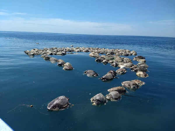 Toàn cảnh xác rùa trôi nổi trên biển Puerto Escondido ở Oaxaca, Mexico. Khoảng 300 con rùa biển hoang dã có nguy cơ tuyệt chủn này đã chết sau khi bị mắc kẹt trong lưới đánh bắt cá ngừ ở Mexico Thái Bình Dương. Ảnh: Francisco Simerman / EPA