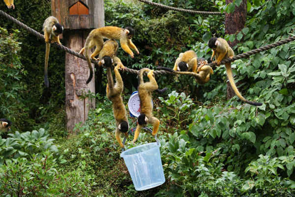 Khỉ sóc được cân trong đợt kiểm tra cân nặng hàng năm tại Sở thú London, Vương quốc Anh. Ảnh: Dinendra Haria / Alamy