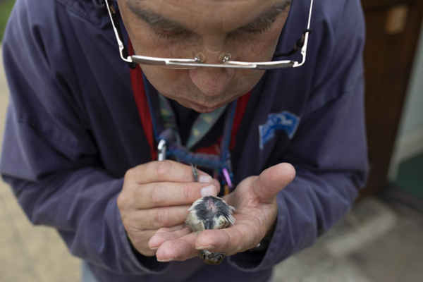 Người tình nguyện và thợ săn chim được đào tạo Ian Hunter thổi vào bộ lông của một con chim chích đầu đen để kiểm tra hàm lượng chất béo tại 'Đài quan sát chim bay ở vịnh Kent', SBBOT vào ngày 28//2018 tại Sandwich, Anh. Ảnh: Dan Kitwood / Getty Images