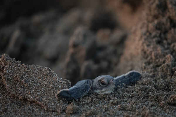Rùa biển xanh được nhân viên WWF giải cứu di chuyển về phía biển ở Bãi biển Acyatan, Adana, Thổ Nhĩ Kỳ. Ảnh: Chris McGrath / Getty Images