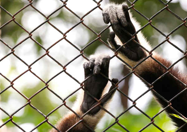 Bàn tay của một con vượn tay trắng ở Sở thú Dusit ở Bangkok, Thái Lan. Sở thú này sẽ đóng cửa vào tháng 9/2018 sau 80 năm hoạt động. Ảnh: Rungroj Yongrit / EPA