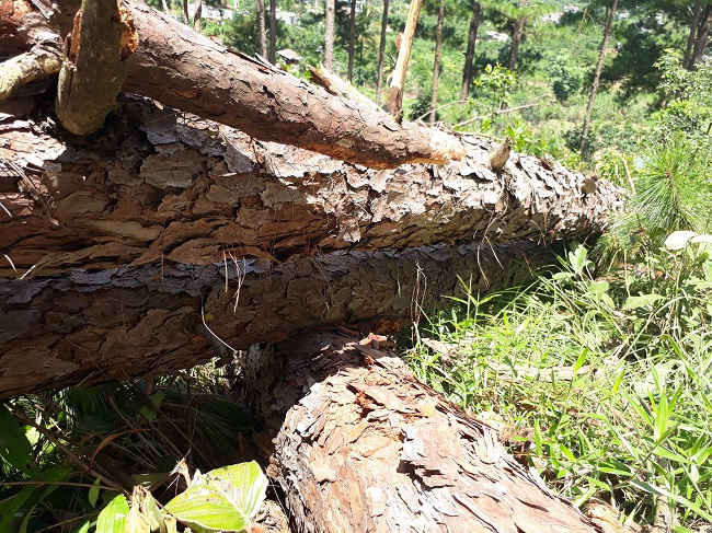 Rừng thông ở Lâm Đồng bị tàn phá dữ dội10