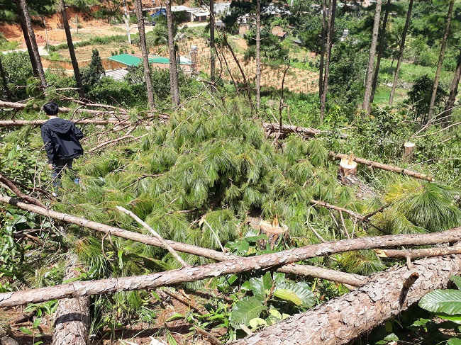 Rừng thông ở Lâm Đồng bị tàn phá dữ dội12