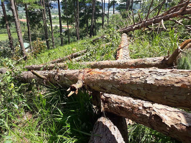 Rừng thông ở Lâm Đồng bị tàn phá dữ dội2