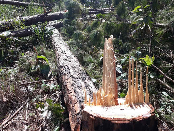 Rừng thông ở Lâm Đồng bị tàn phá dữ dội5