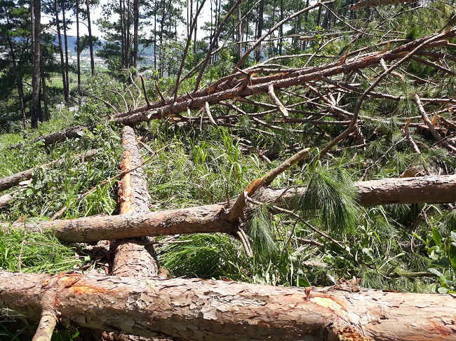 Rừng thông ở Lâm Đồng bị tàn phá dữ dội6
