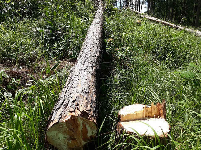 Rừng thông ở Lâm Đồng bị tàn phá dữ dội8