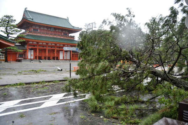 Một cây bị hư hại bởi do bão Jebi ở phía trước đền Heian ở Kyoto, phía Tây Nhật Bản vào ngày 4/9/2018. Ảnh: Kyodo