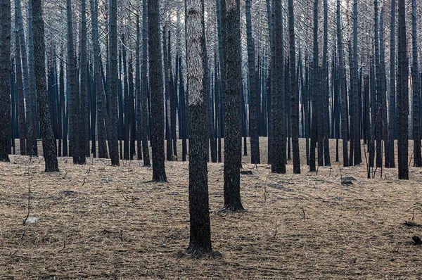 Hậu quả của vụ cháy rừng thông (năm 2017). Ảnh: Mark Benham