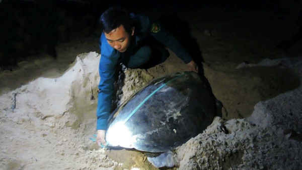 Côn Đảo giám sát chặt môi trường sống của rùa biển