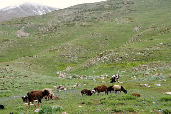 Chỉ còn rất ít cỏ và một số động vật ăn cỏ gần Vườn quốc gia Deosai ở Pakistan do biến đổi khí hậu (BĐKH) ảnh hưởng đến tăng trưởng thức ăn gia súc và buộc người chăn nuôi phải bán hầu hết vật nuôi của họ. Ảnh: Amar Guriro