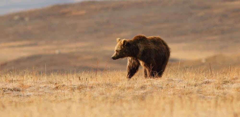 Gấu nâu Himalaya đang bị đe dọa tuyệt chủng tại Vườn Quốc gia Deosai. Ảnh: quản lý DNP